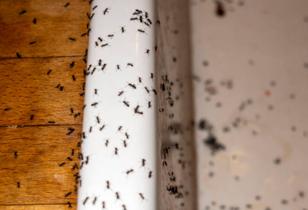 Best Commercial Pest Control Services  in Batesville, IN